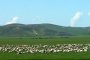 Mongolian Golden Horde